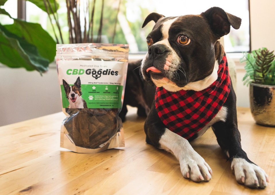 Online Dispensary Canada The Healing Co - CBD For Pets