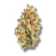 Ice Cream Man - Indica - The Healing Co