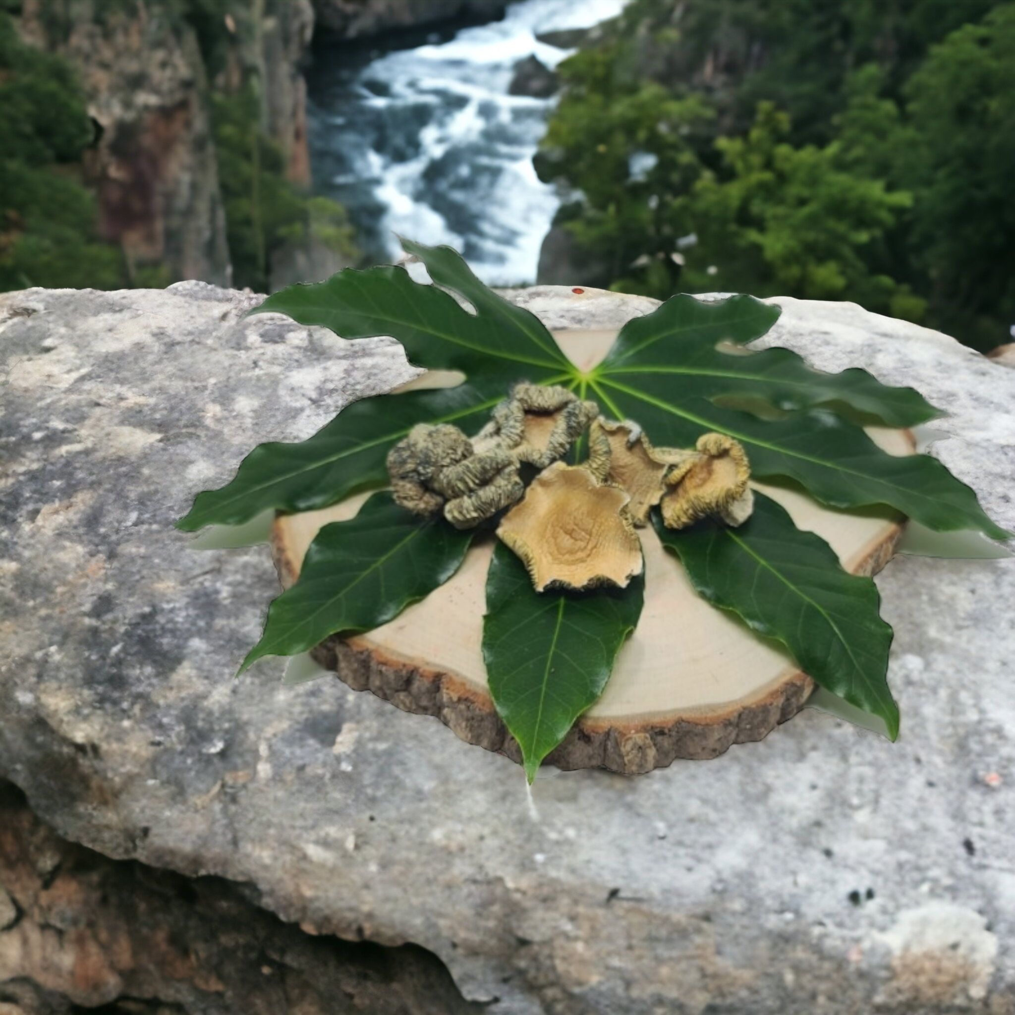 Golden Teacher Psilocybin Mushrooms - The Healing Co